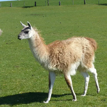 Xavers Ranch * Meschede