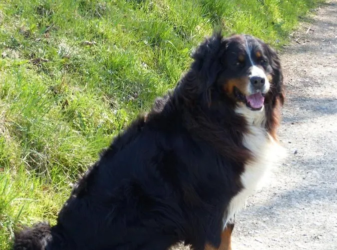 Xavers Ranch Apartmán *